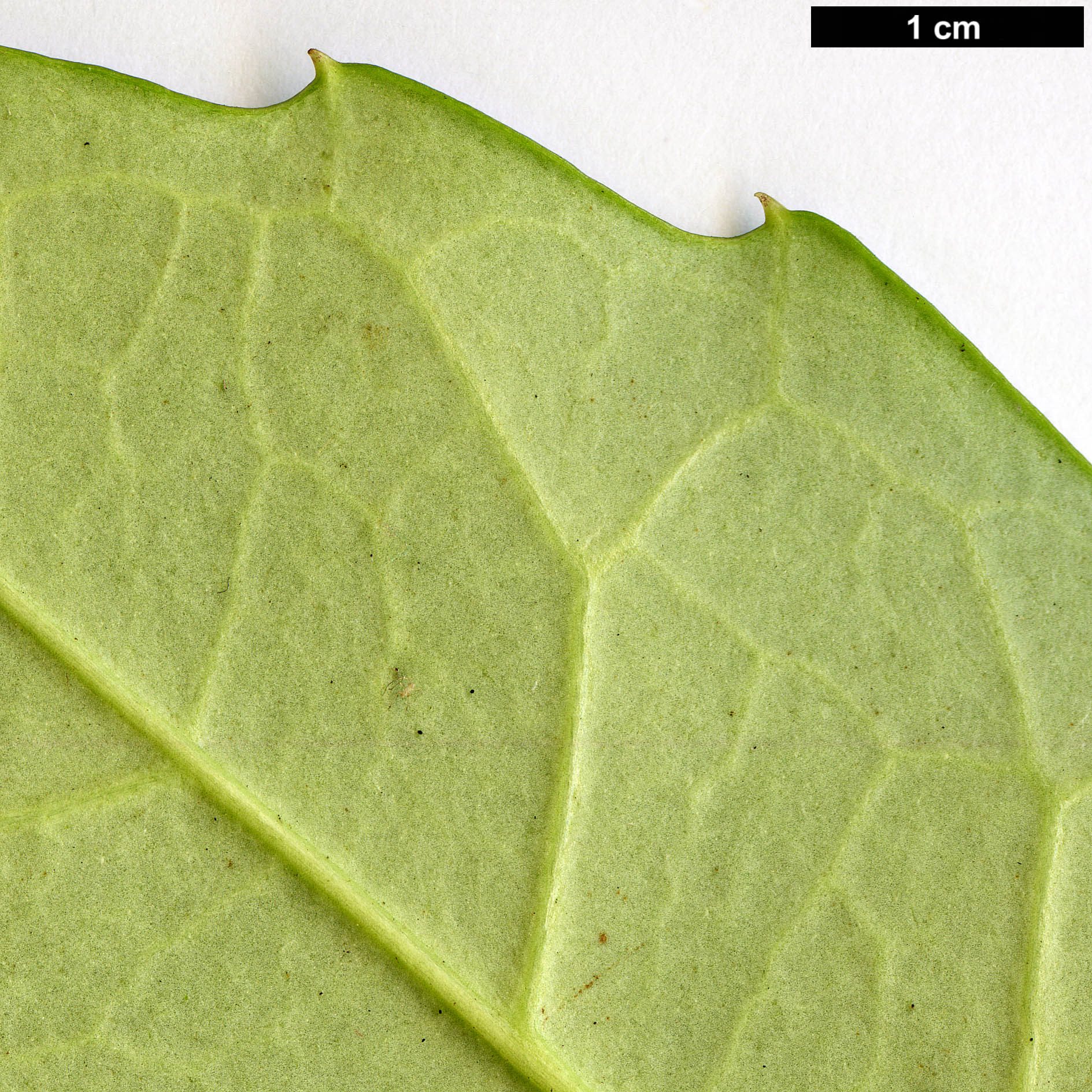 High resolution image: Family: Garryaceae - Genus: Aucuba - Taxon: omeiensis